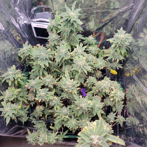 Aster growlog timeline photo