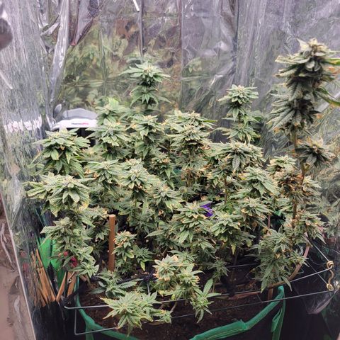 Aster growlog timeline photo