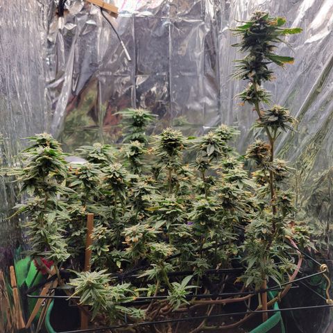 Aster growlog timeline photo