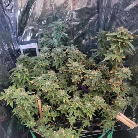 Aster growlog timeline photo
