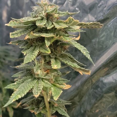 Aster growlog timeline photo