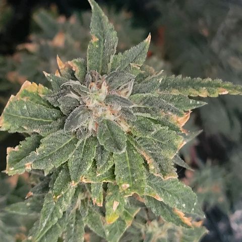 Aster growlog timeline photo