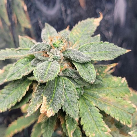 Aster growlog timeline photo