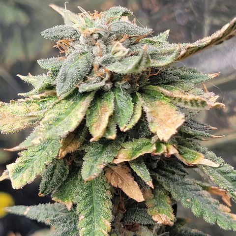 Aster growlog timeline photo