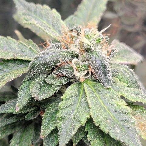 Aster growlog timeline photo