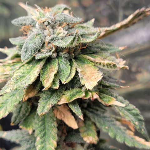 Aster growlog timeline photo