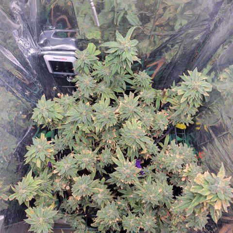 Aster growlog timeline photo