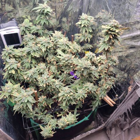 Aster growlog timeline photo