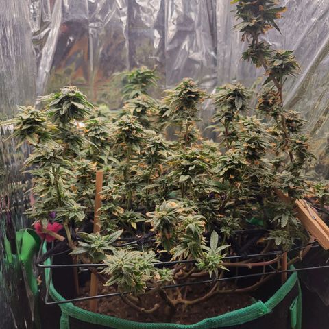 Aster growlog timeline photo