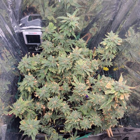 Aster growlog timeline photo