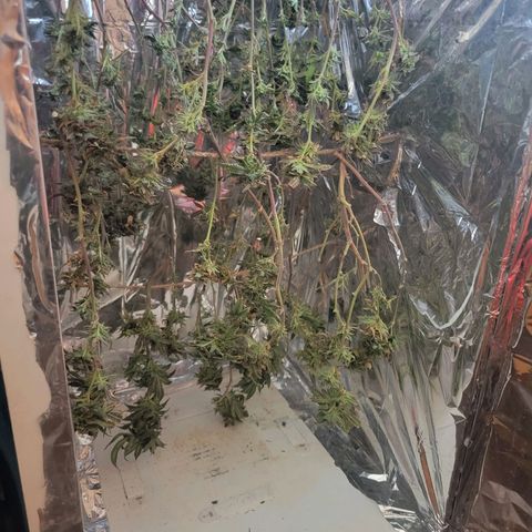 Aster growlog timeline photo