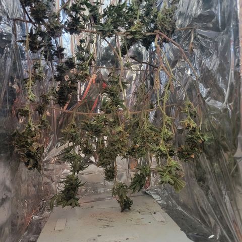 Aster growlog timeline photo