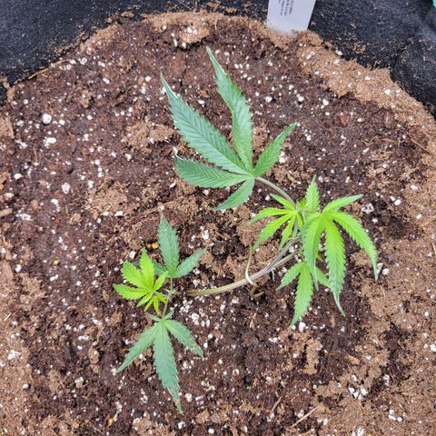 Doja Kandy growlog timeline photo