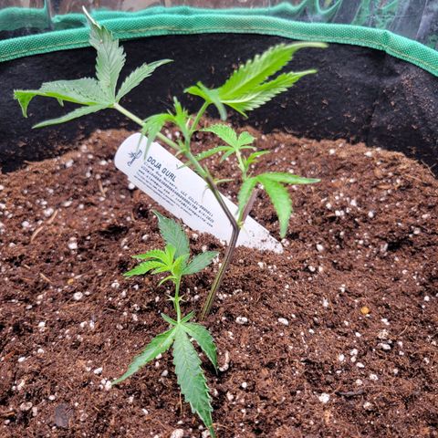 Doja Kandy growlog photo: Got this little lady at my local dispensary. These are from The Clone guy. This is my second run with a clone from the Clone guy. 