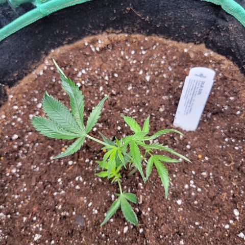 Doja Kandy growlog photo: Got this little lady at my local dispensary. These are from The Clone guy. This is my second run with a clone from the Clone guy. 