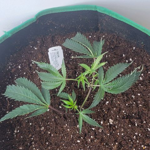Doja Kandy growlog photo: Got this little lady at my local dispensary. These are from The Clone guy. This is my second run with a clone from the Clone guy. 