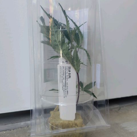 Doja Kandy growlog photo: Got this little lady at my local dispensary. These are from The Clone guy. This is my second run with a clone from the Clone guy. 