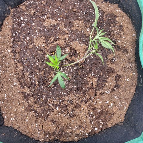 Doja Kandy growlog photo: LST after the first day, gotta start them young, haha  leaves are facing down in the morning. 