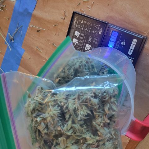 Aster growlog timeline photo