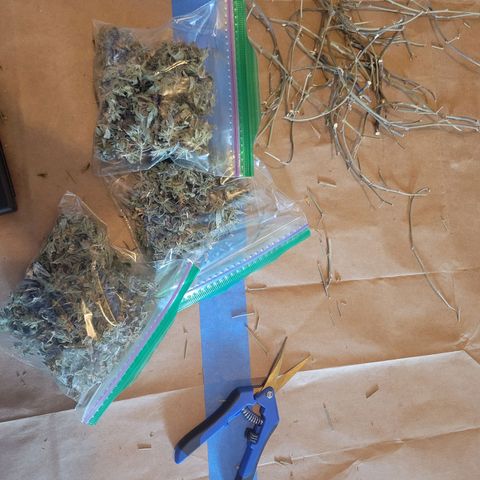 Aster growlog timeline photo
