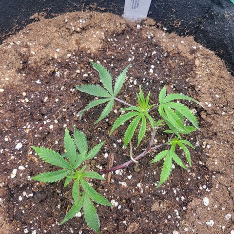 Doja Kandy growlog timeline photo