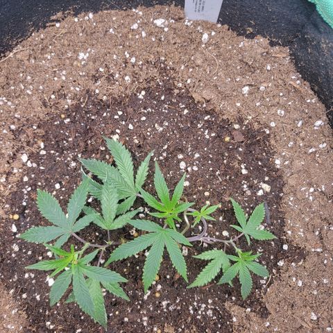 Doja Kandy growlog photo: Lots of growth just 10 days after planting the clone. 