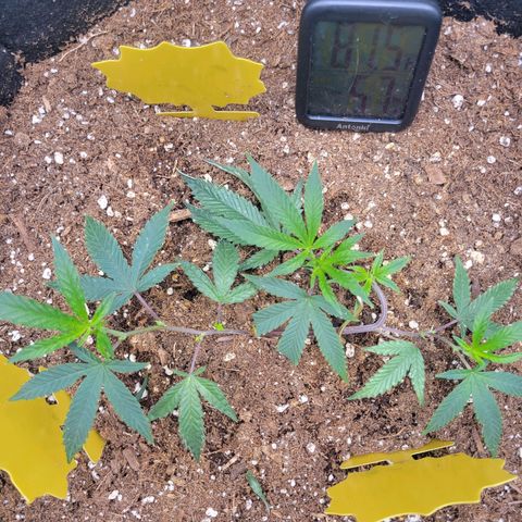 Doja Kandy growlog timeline photo