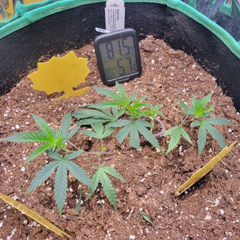 Doja Kandy growlog timeline photo