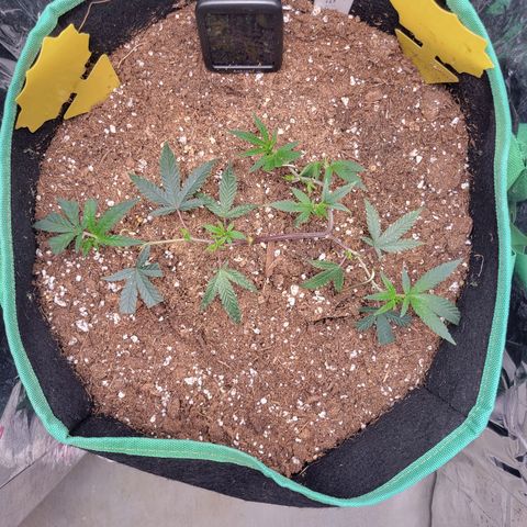 Doja Kandy growlog timeline photo