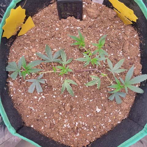 Doja Kandy growlog photo: Got at least 13 growth nodes so far. 