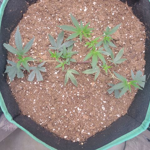 Doja Kandy growlog timeline photo