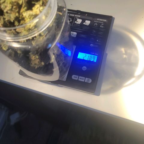 Aster growlog photo: Almost done trimming, so far we got about 22 grams 