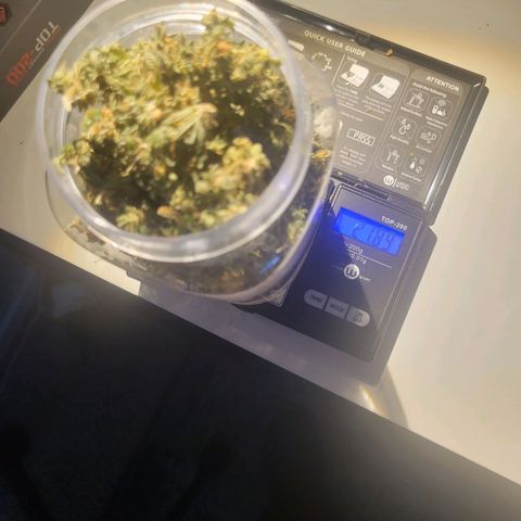 Aster growlog photo: Almost done trimming, so far we got about 22 grams 