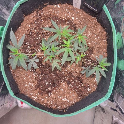 Doja Kandy growlog timeline photo