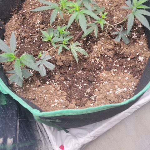 Doja Kandy growlog timeline photo