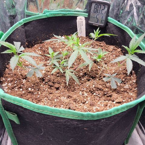 Doja Kandy growlog timeline photo