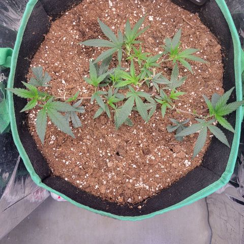 Doja Kandy growlog timeline photo