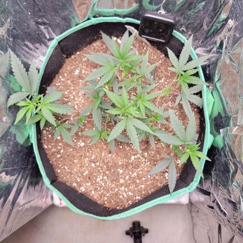 Doja Kandy growlog timeline photo