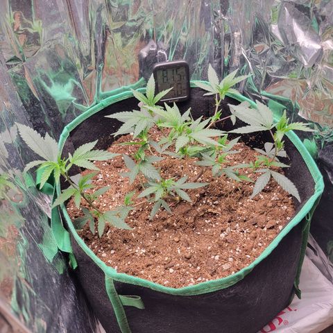 Doja Kandy growlog timeline photo
