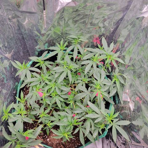 Doja Kandy growlog timeline photo