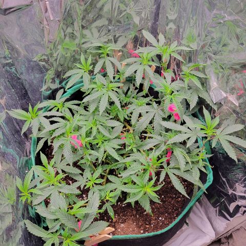 Doja Kandy growlog timeline photo