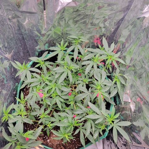 Doja Kandy growlog timeline photo
