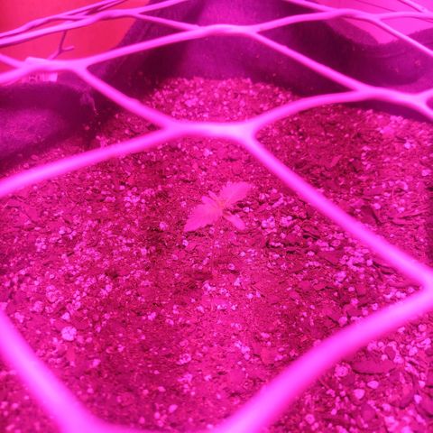 Tropicana WFC  growlog photo: Primer nudo uwu
