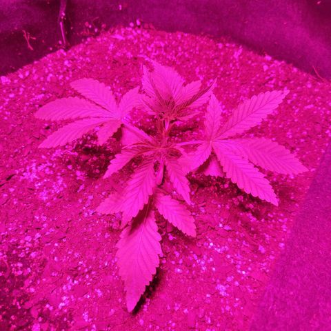 Tropicana WFC  growlog timeline photo