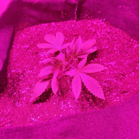 Tropicana WFC  growlog timeline photo