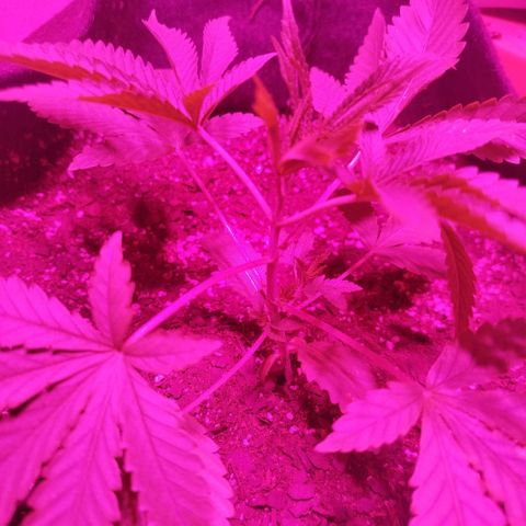 Tropicana WFC  growlog timeline photo