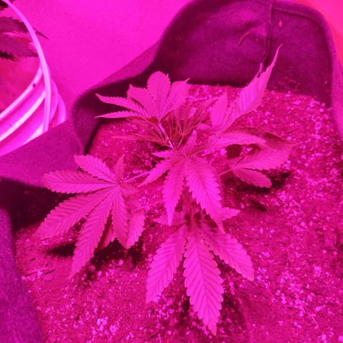 Tropicana WFC  growlog timeline photo