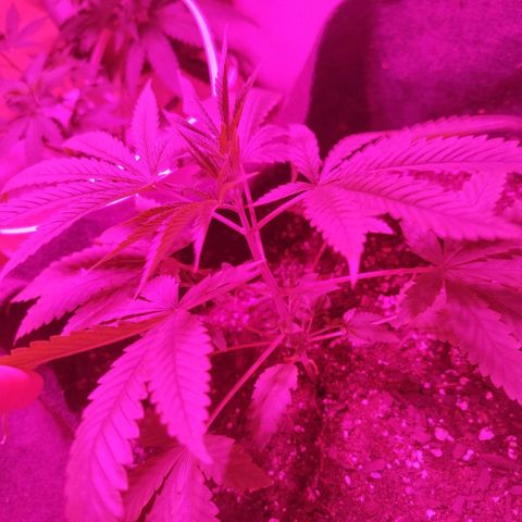 Tropicana WFC  growlog photo: ?? 7 nudos, con nudo crecimental!!!