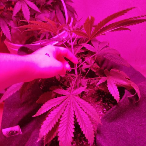 Tropicana WFC  growlog timeline photo