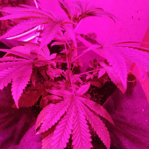 Tropicana WFC  growlog timeline photo